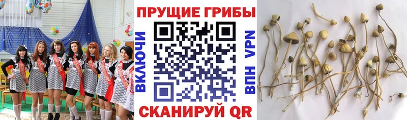 Псилоцибиновые грибы Magic Shrooms Учалы